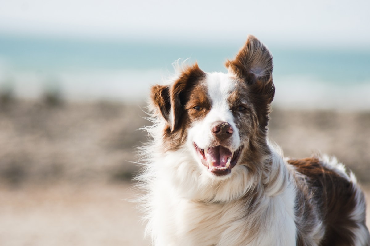 Glad hund med åpen munn ved sjøkanten