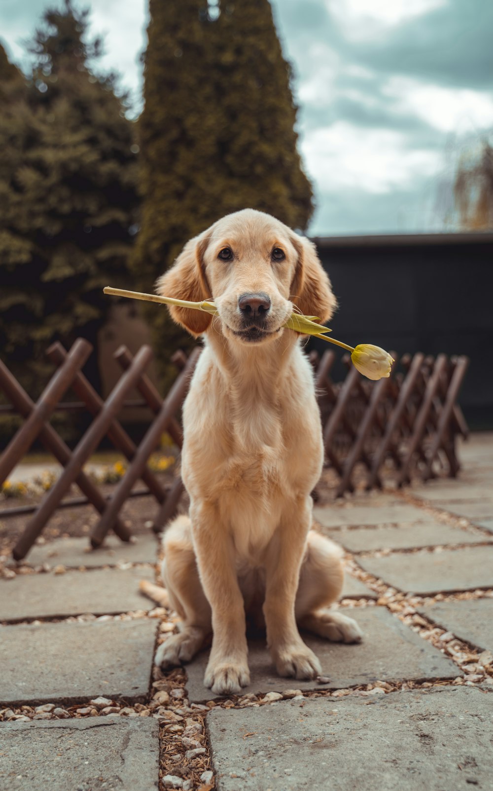 Golden retriever sitter rolig med en tulipan i munnen