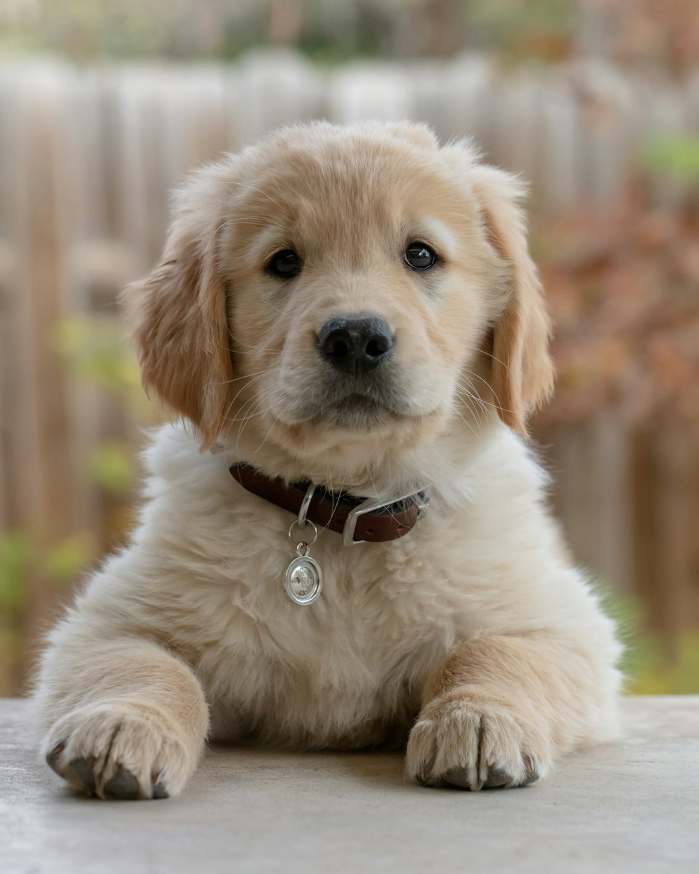 Golden retriever-valp med labbene på bordet, klar for tur